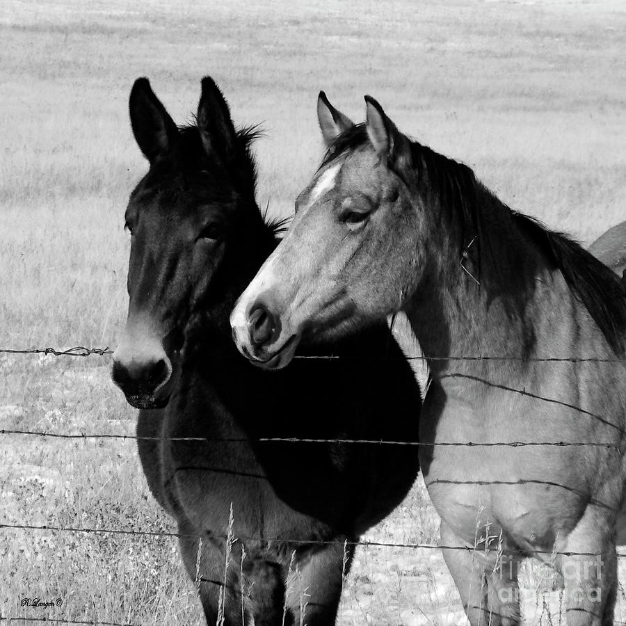 Two Friends in Black and White Photograph by Rebecca Langen