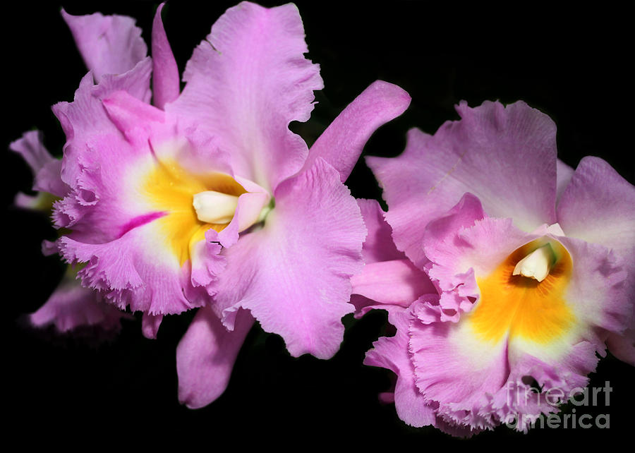 Orchid Photograph - Two Frilly Orchids by Sabrina L Ryan