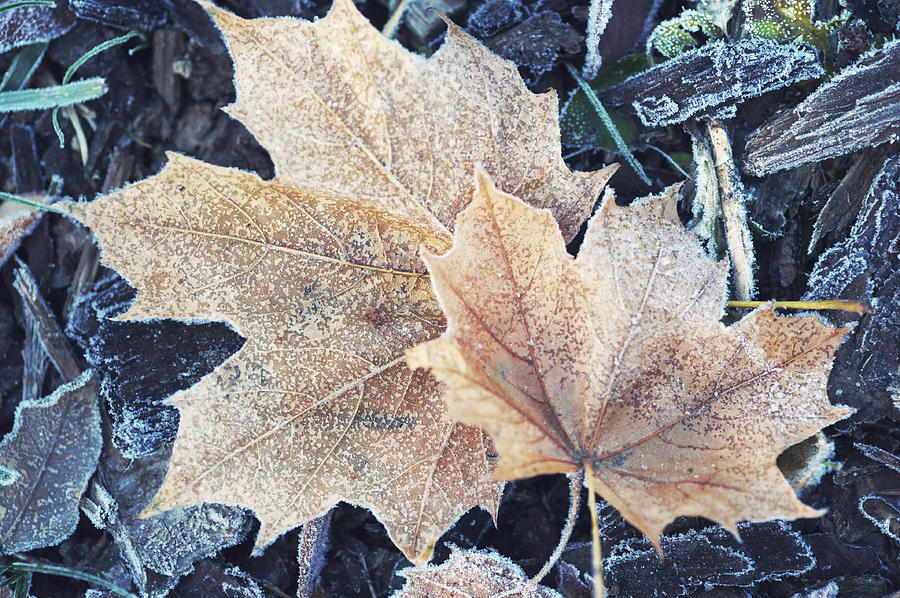 Two Frosted Acer Leaves Photograph by Jenny Rainbow