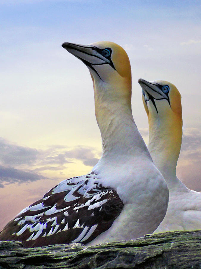 Two Gannets Photograph