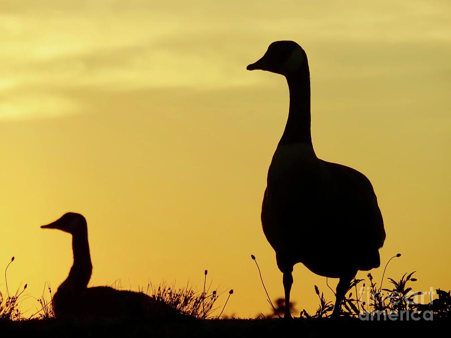 Geese in Sunset Silhouette Photograph by Beth Myer Photography