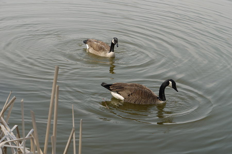 Two Geese on a Pond Photograph by Heather Hennick