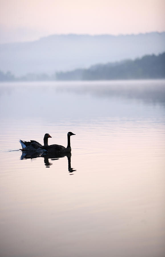Animal Photograph - Two Geese On Lake With Fog And Forested by Gillham Studios