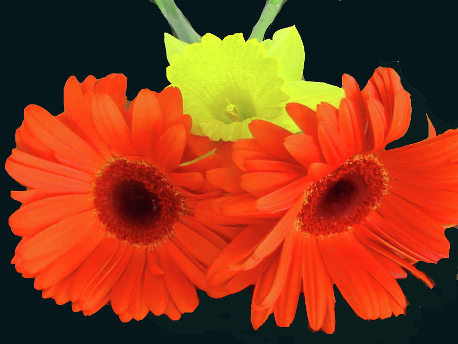 Two Gerbers and Daffodil Photograph by Vijay Sharon Govender