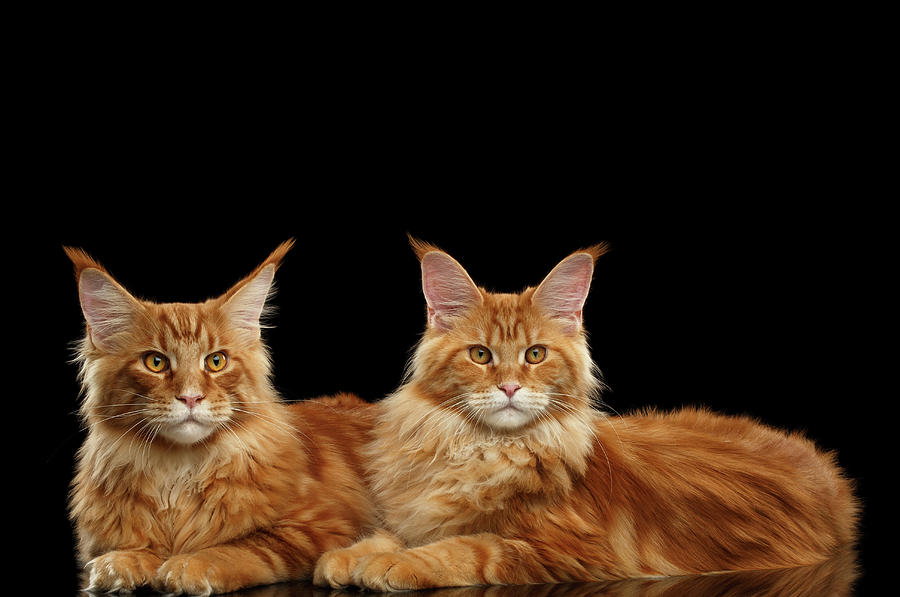 Cat Photograph - Two Ginger Maine Coon Cat on Black by Sergey Taran