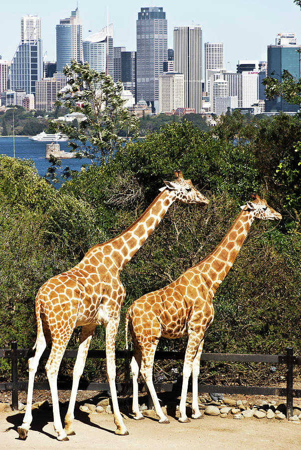 Giraffe Photograph - Two Giraffes And Sydney by Miroslava Jurcik