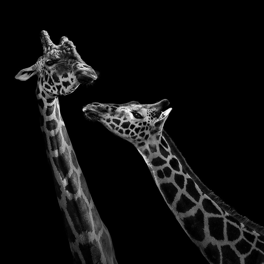 Animal Photograph - Two giraffes in black and white by Lukas Holas