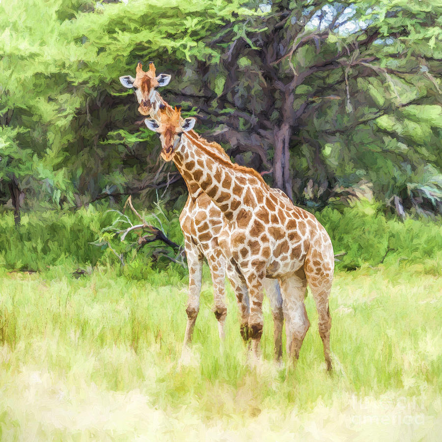 Two Giraffes, Mahango GR, Namibia Digital Art by Liz Leyden
