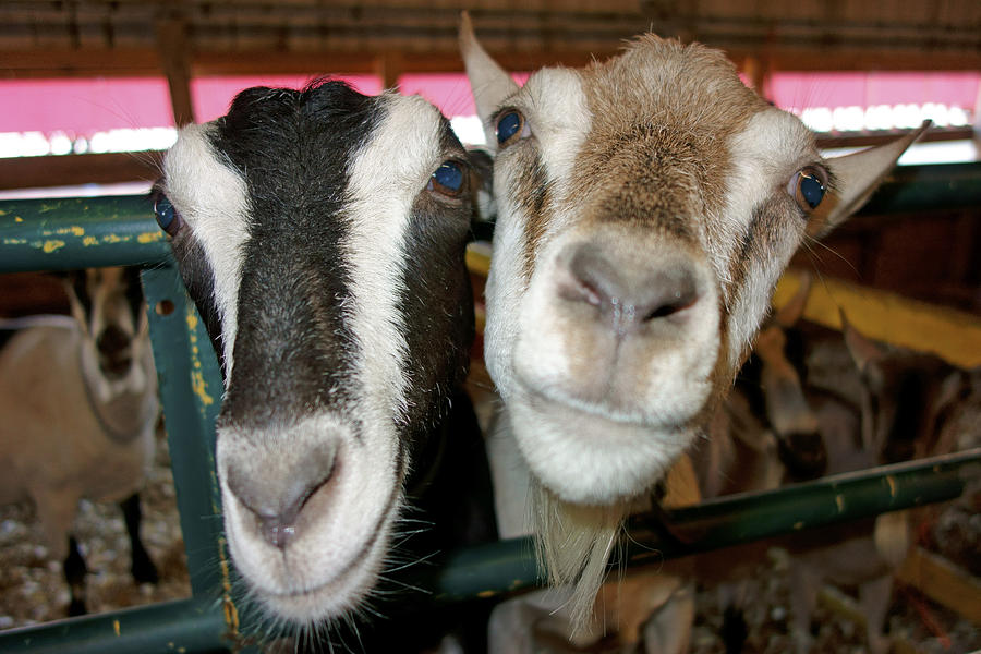 Two goats Photograph by Gary Corbett