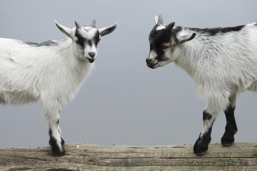 Two goats on a log Photograph by Gary Corbett