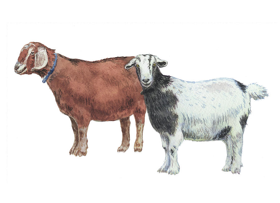 Two Goats Watercolor Illustration  Painting by Irina Sztukowski