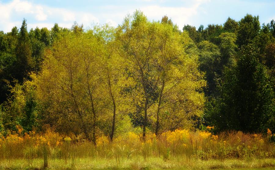 Two Gold Trees Photograph by Maria Urso