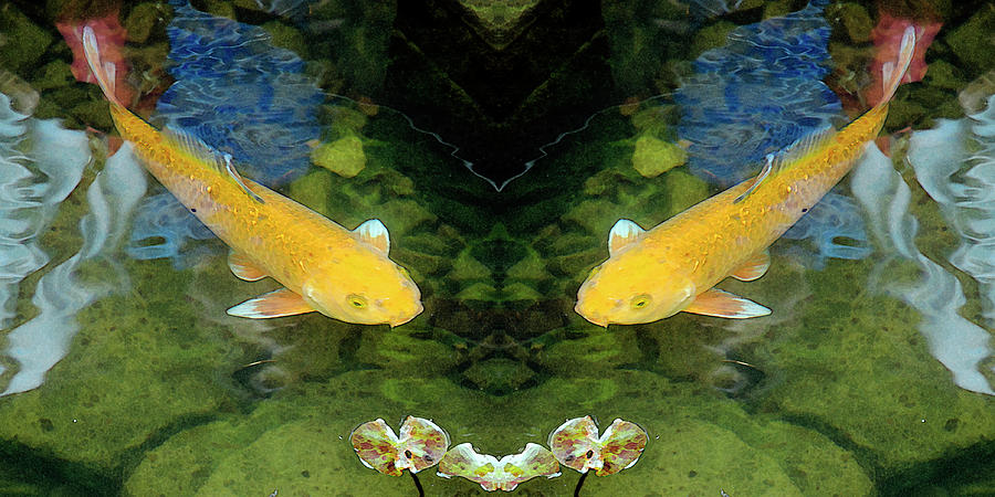 Two Golden Fish Photograph by Kristine Anderson