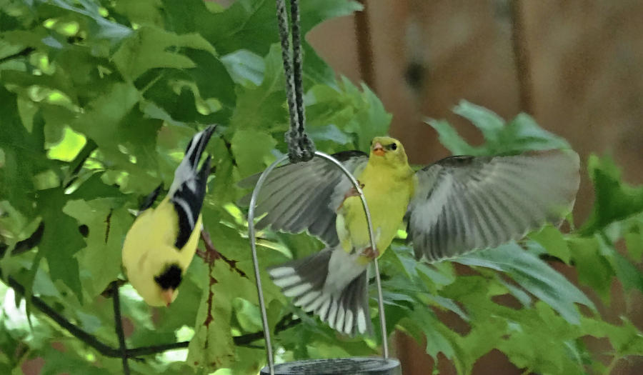 Two Goldfinches Photograph by C H Apperson