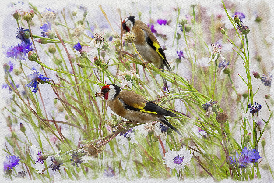 Two Goldfinches Photograph by Tanya C Smith