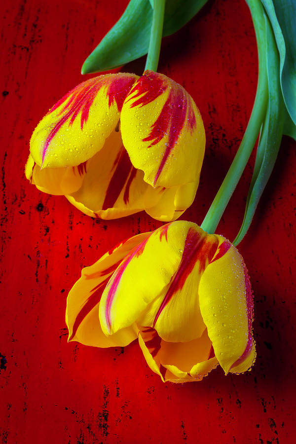 Two Gorgeous Tulips Photograph by Garry Gay