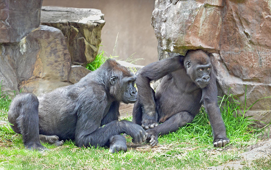 Two Gorillas Relaxing IV Photograph by Jim Fitzpatrick
