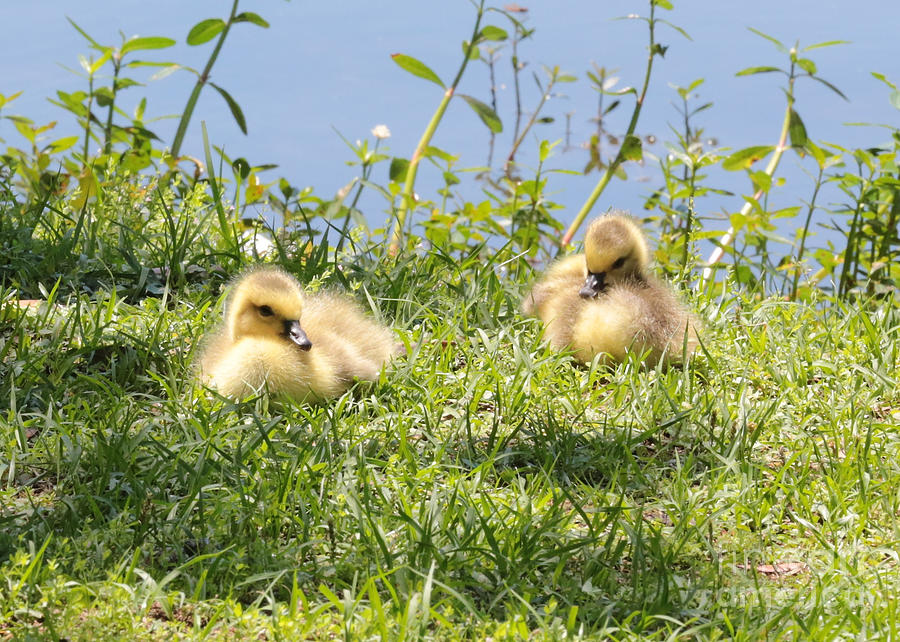 Two Goslings Photograph by Carol Groenen
