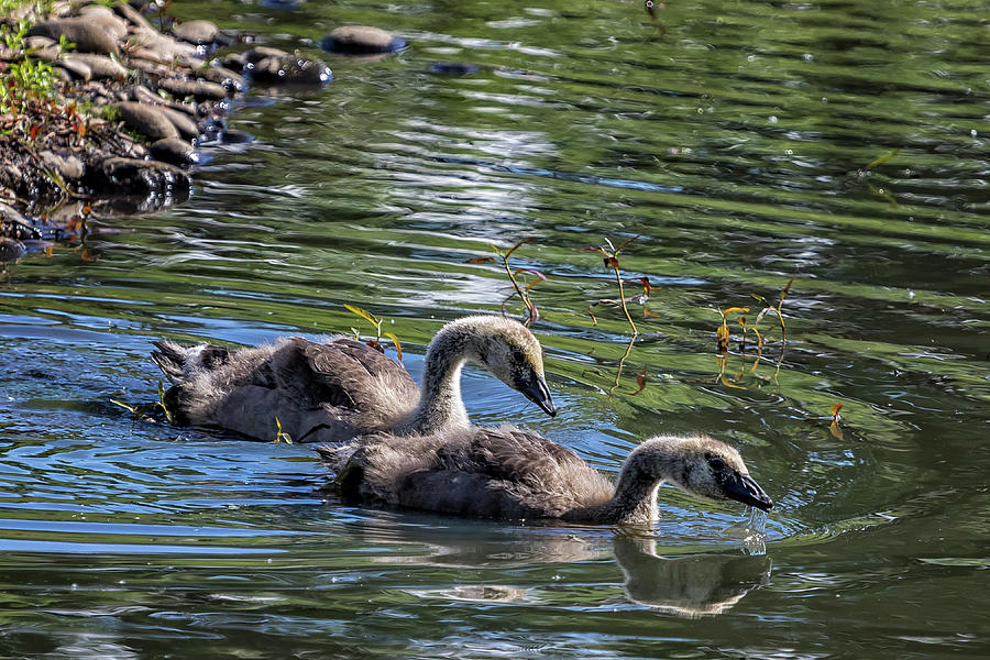 Two Goslings Taking a Swim, No. 1 Photograph by Belinda Greb