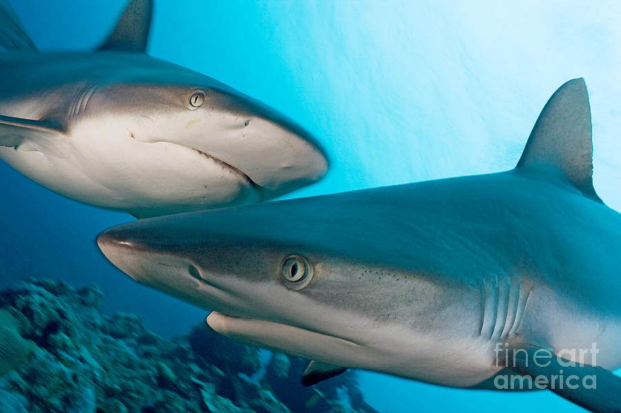 Two Gray Reef Sharks Photograph by Dave Fleetham - Printscapes