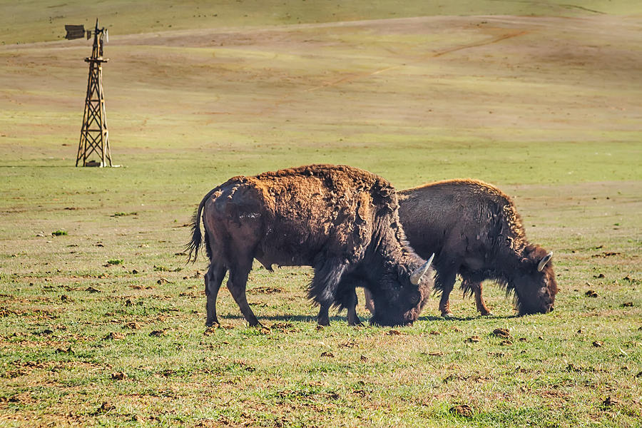 Bison Photograph - Two Grazing Buffaloes on The Range by James BO Insogna