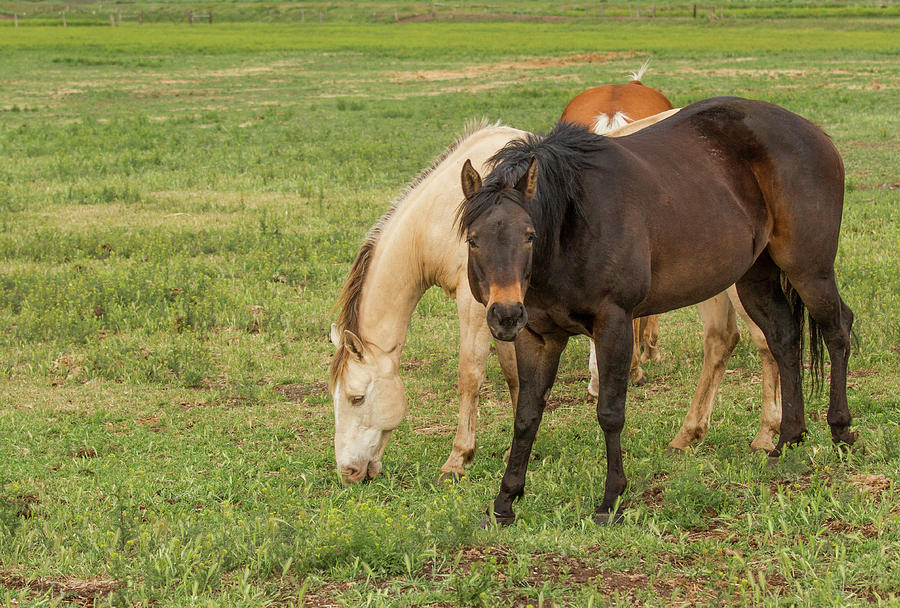 Two Grazing Horses Photograph by Jean Noren