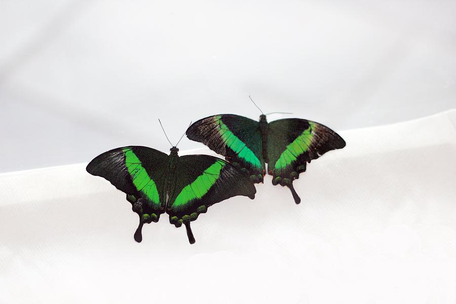 Two Green-banded Swallowtails Photograph by Angela Murdock