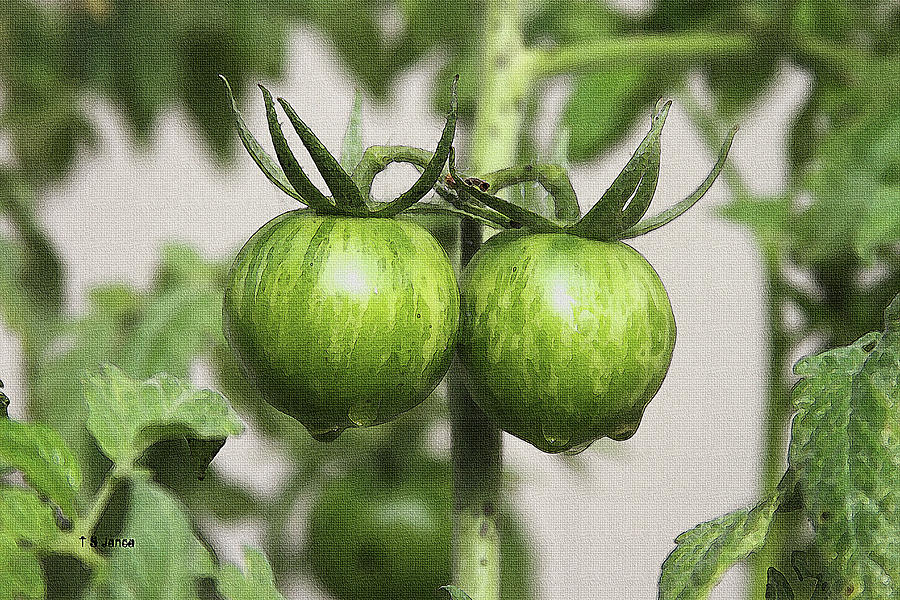 Two Green Tomatoes Digital Art by Tom Janca