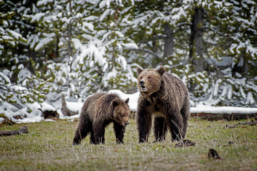 Two Grizzly Bears Photograph by Scott Read