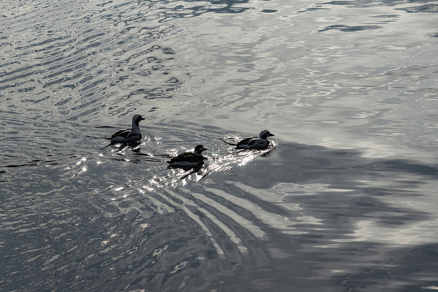 Two Guys and a Gal - Long Tailed Ducks on Water Like Silver Moire Silk Photograph by Georgia Mizuleva