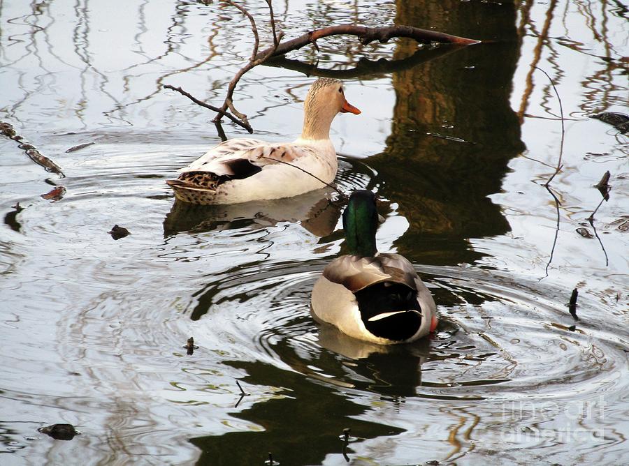 Two Happy Mallard Ducks Photograph by Kim Tran