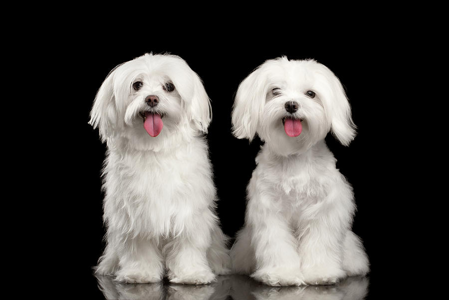 Two Happy White Maltese Dogs Sitting, Looking in Camera isolated Photograph by Sergey Taran