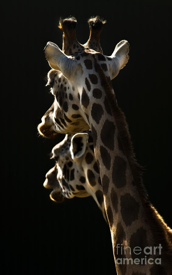 Giraffe Photograph - Two Headed Giraffe by Ang El