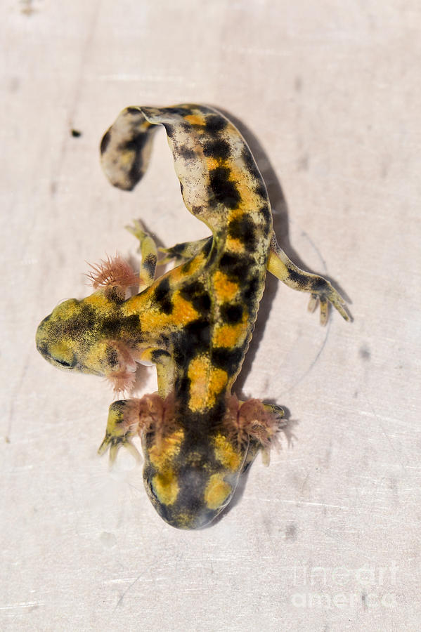 Amphibians Photograph - Two-headed Near Eastern fire salamande by Shay Levy