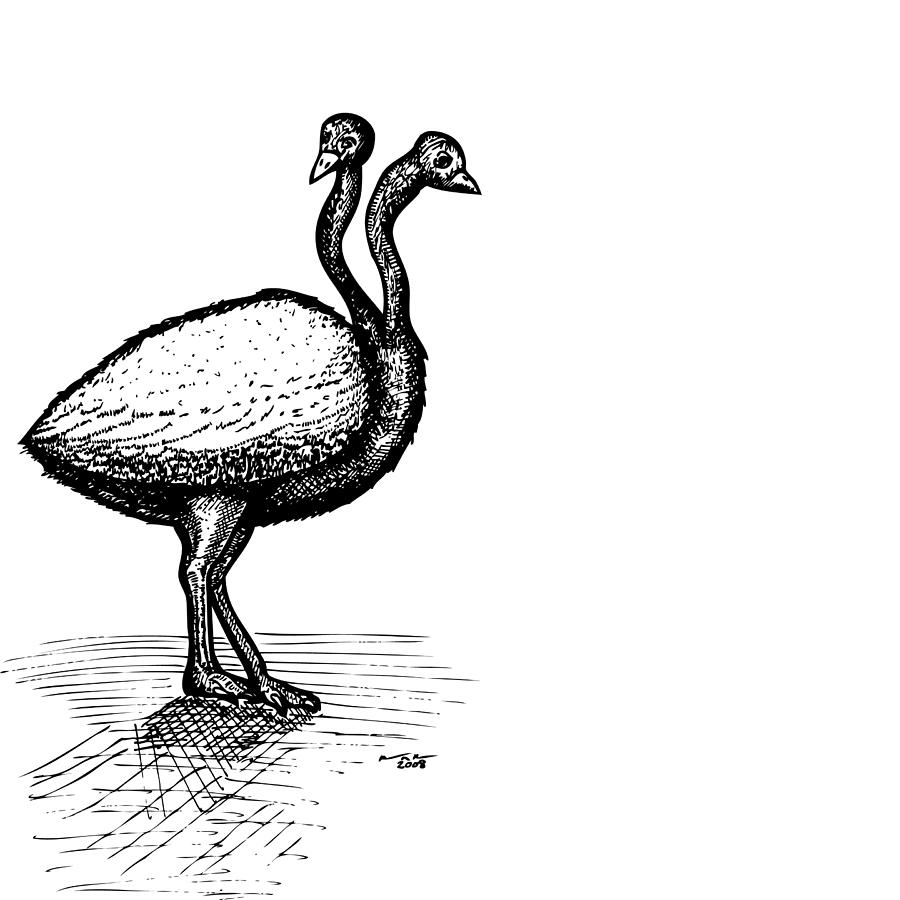 Ostrich Drawing - Two Headed Ostrich by Karl Addison