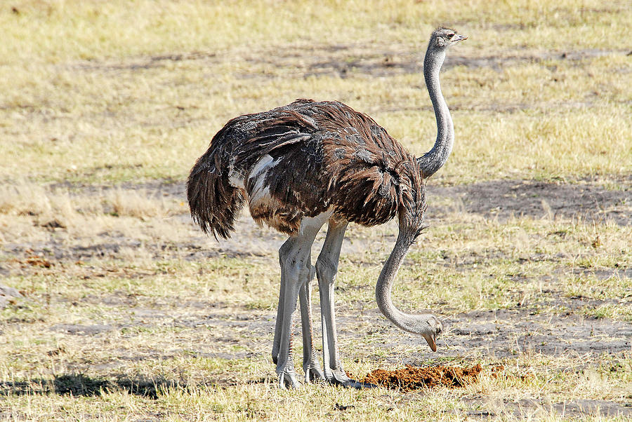 Two-Headed Ostrich Photograph by Ted Keller