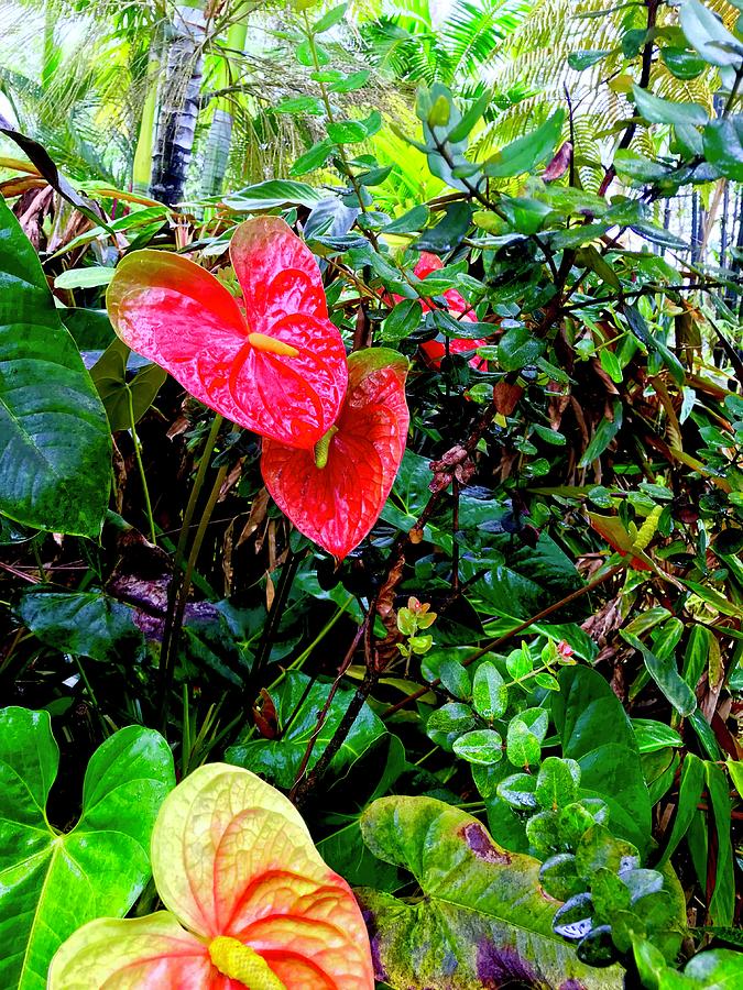 Two Hearts Anthurium Aloha Photograph by Joalene Young