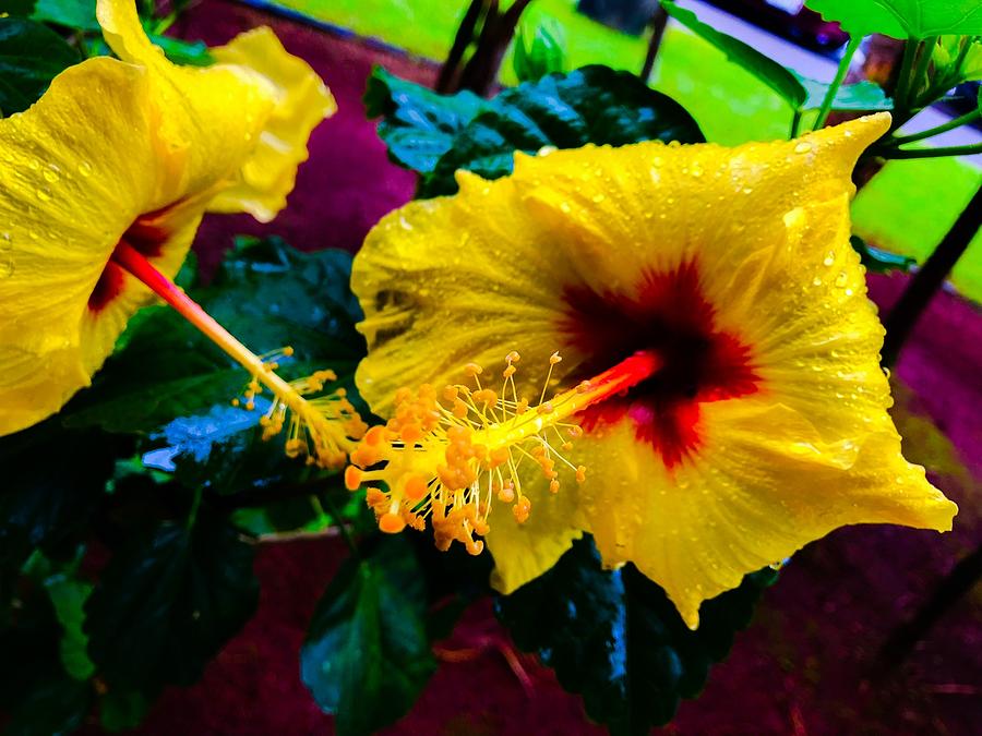 Two Hibiscus in Yellow Photograph by Joalene Young