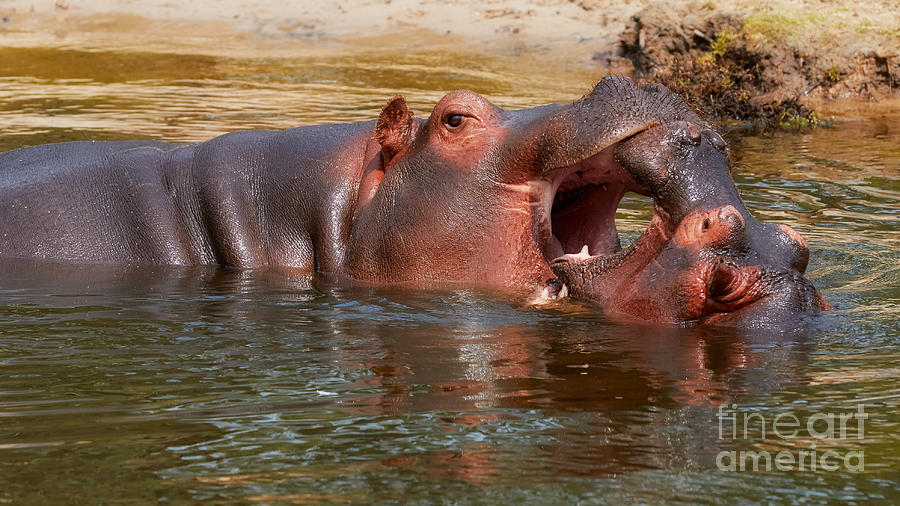 Two Hippos playing around in the water Photograph by Nick  Biemans