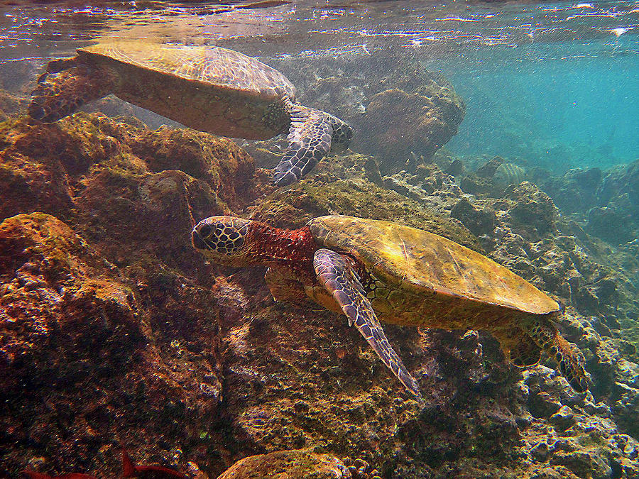 Two Honu on the Reef Photograph by Bette Phelan