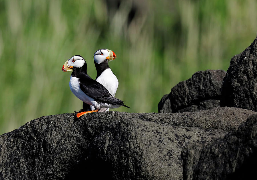 Two Horned Puffins Photograph by Mark Harrington