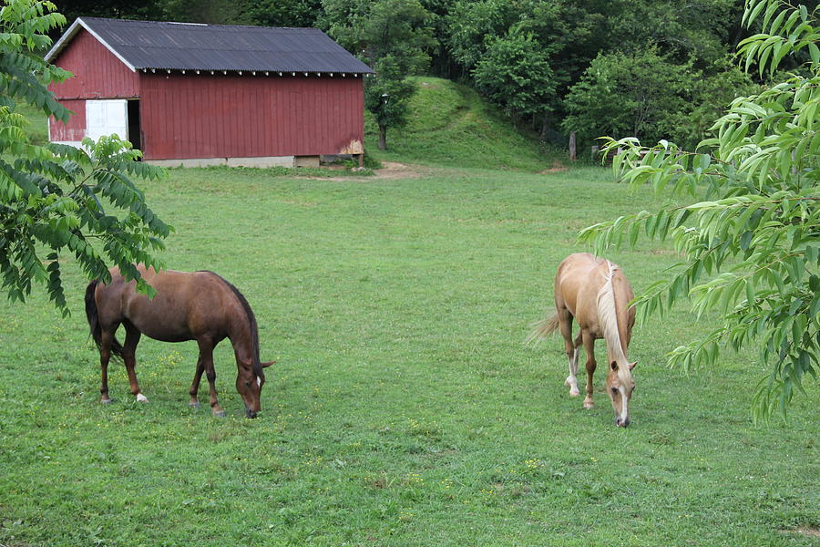Two Horses and a Barn Photograph by Allen Nice-Webb