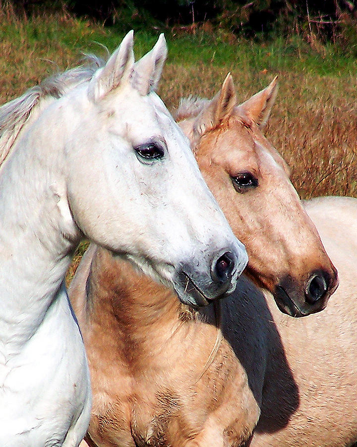 Two Horses Photograph by Gene Tatroe