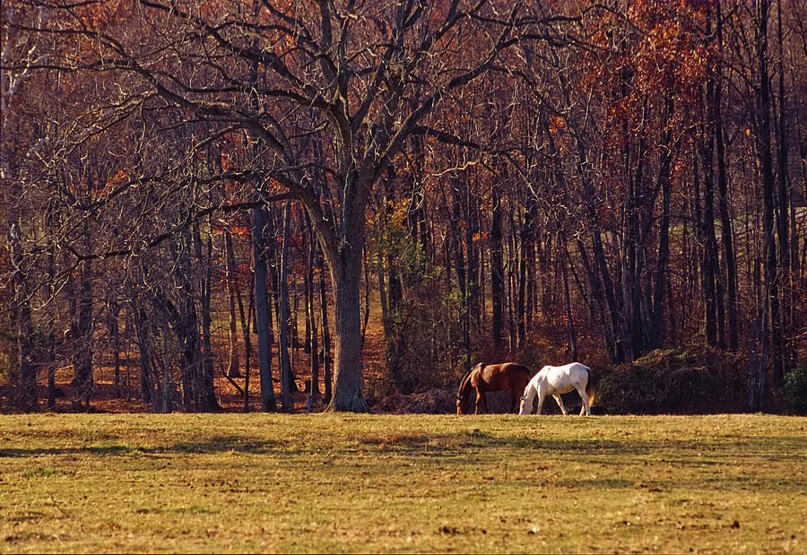 Fall Photograph - Two Horses Grazing, Bascule Farm, Poolesville, Maryland, Autumn 2001 by James Oppenheim