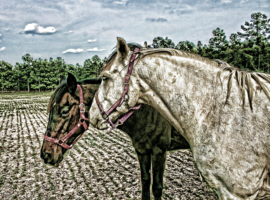 Two Horses In A Field Photograph