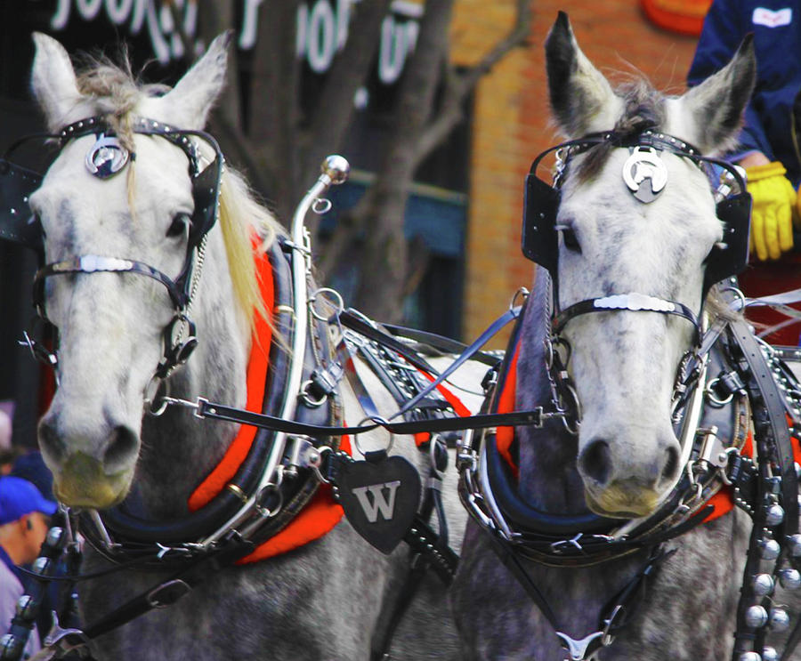 Two Horses in A Parade Photograph by Rod Whyte