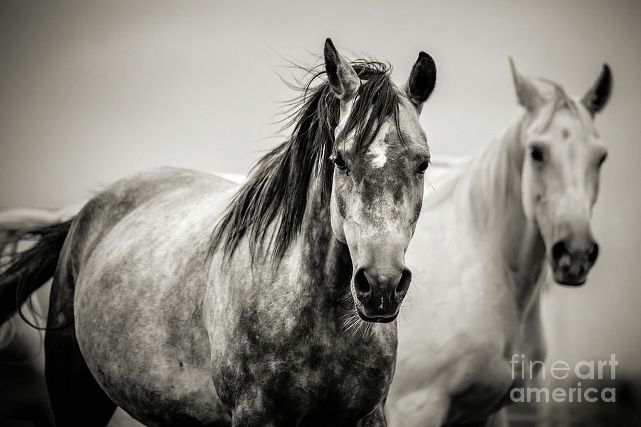 Two Horses in Black and White Photograph by Dimitar Hristov