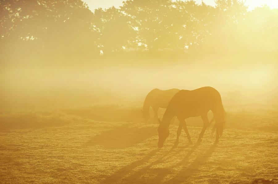 Two Horses in Foggy Field Photograph by Jenny Rainbow