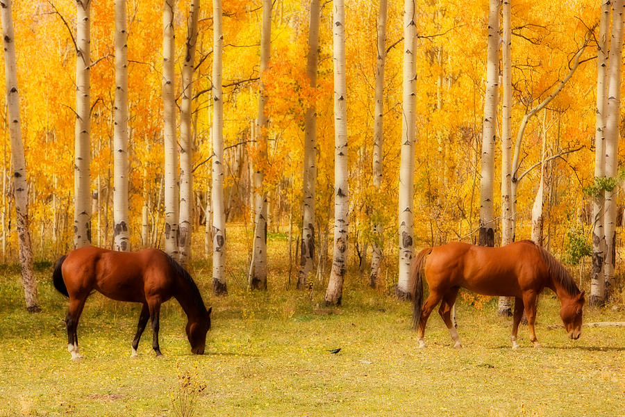Two Horses in the Colorado Fall Foliage Photograph by James BO Insogna