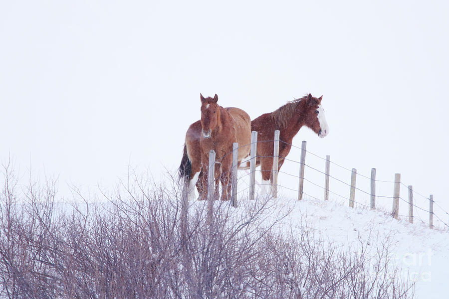 Two Horses in the Snow Photograph by Alyce Taylor